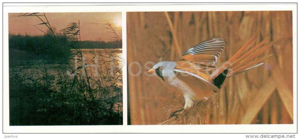 Bearded Reedling , Panurus biarmicus - birds - Astrakhan Nature Reserv - 1983 - Russia USSR - unused - JH Postcards