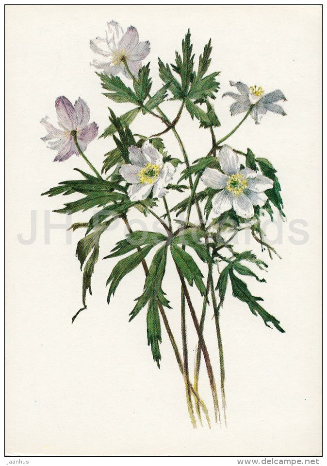 Wood Anemone - Anemone nemorosa - Plants under protection - 1981 - Russia USSR - unused - JH Postcards