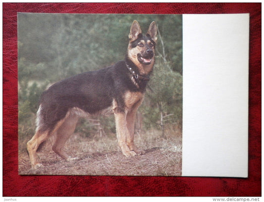 German Shepherd Dog 2 - dogs - 1987 - Estonia - USSR - unused - JH Postcards