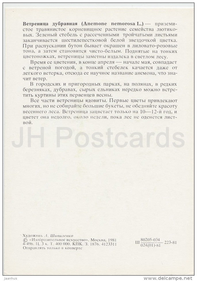 Wood Anemone - Anemone nemorosa - Plants under protection - 1981 - Russia USSR - unused - JH Postcards