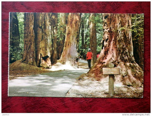Muir Woods National Monument - Cathedral Grove - Mill Valley - California - USA - unused (numbers written backside) - JH Postcards