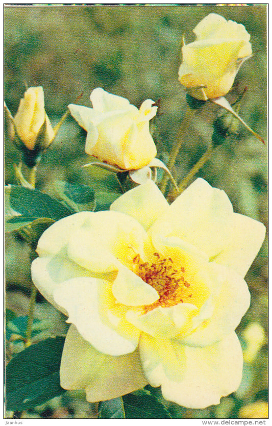 rose Paloma - flowers - 1972 - Russia USSR - unused - JH Postcards