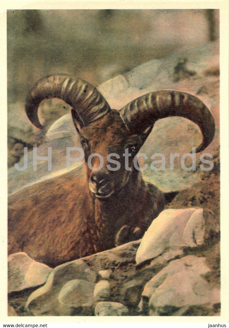 West Caucasian tur - Capra caucasica - Moscow Zoo - 1963 - Russia USSR - unused - JH Postcards