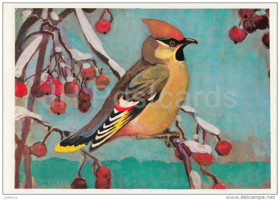 Bohemian waxwing - Bombycilla garrulus - Birds of Russian Forest - 1979 - Russia USSR - unused - JH Postcards
