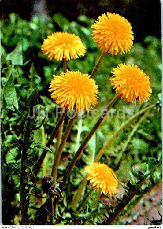 Taraxacum officinale - Dandelion - Medicinal Plants - 1977 - Russia USSR - unused - JH Postcards