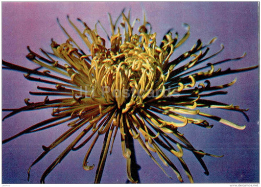 Chrysantemum - flowers - floriculture and gardening pavilion - 1976 - Russia USSR - unused - JH Postcards