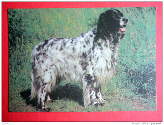 English Setter - dog - 1990 - Russia USSR - unused - JH Postcards