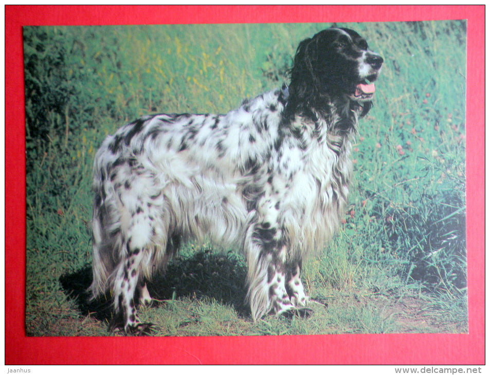 English Setter - dog - 1990 - Russia USSR - unused - JH Postcards