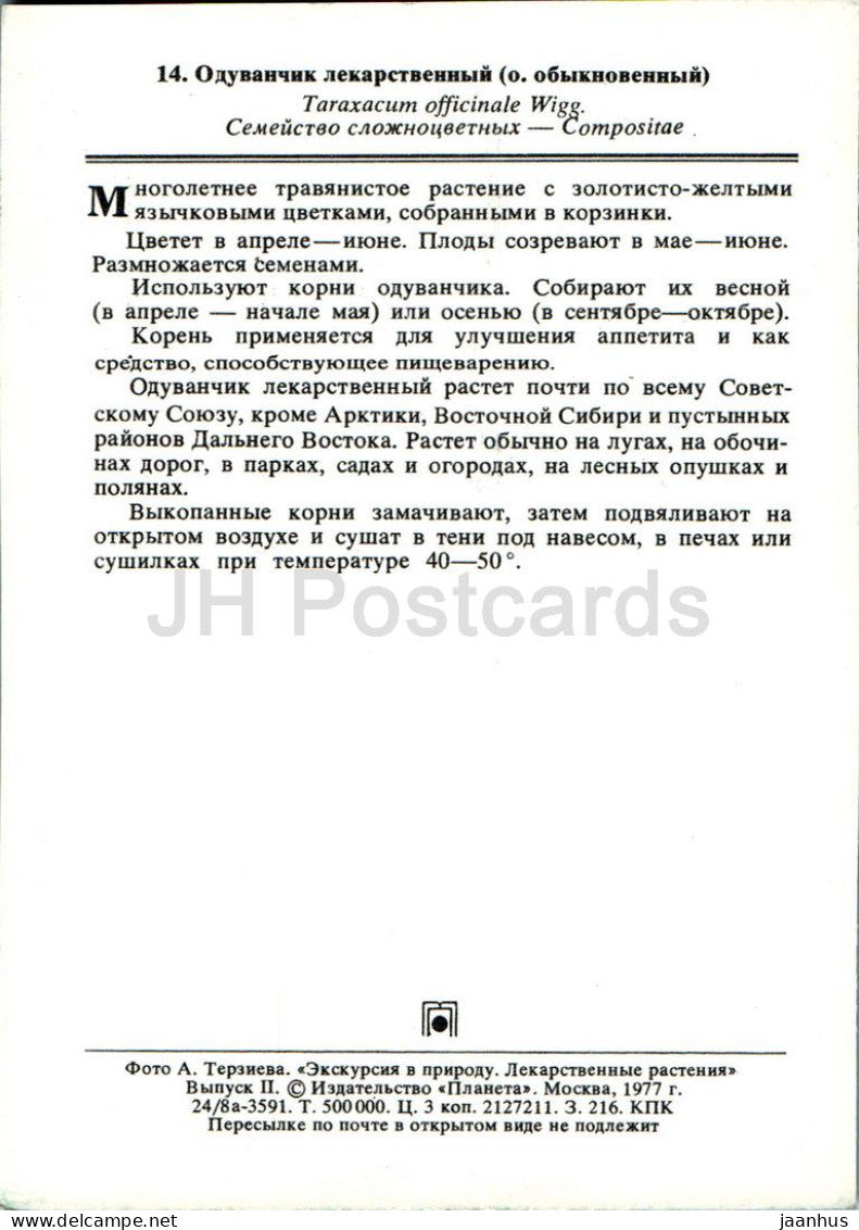 Taraxacum officinale - Pissenlit - Plantes médicinales - 1977 - Russie URSS - inutilisé 
