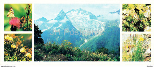 Teberda Nature Reserve - Alpine meadows - plants - 1982 - Russia USSR - unused - JH Postcards