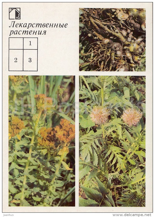 Maral root , Leuzea carthamoides - Golden Root - Medicinal Plants - Herbs - 1988 - Russia USSR - unused - JH Postcards