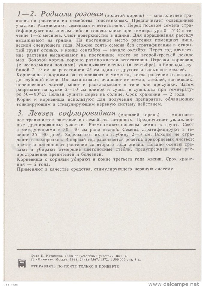 Maral root , Leuzea carthamoides - Golden Root - Medicinal Plants - Herbs - 1988 - Russia USSR - unused - JH Postcards