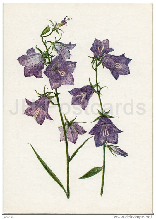 Wood Anemone - Campanula persicifolia - Plants under protection - 1981 - Russia USSR - unused - JH Postcards