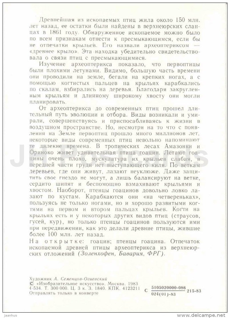 Hoatzin - archeopteryx - birds - Protected Animals and Plants - 1983 - Russia USSR - unused - JH Postcards