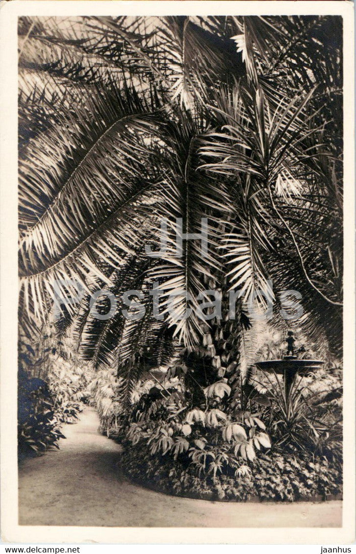 Frankfurt am Main - Palmengarten - Dattelpalme im kleinen Palmenhaus - garden - 1935 - old postcard - Germany - used - JH Postcards