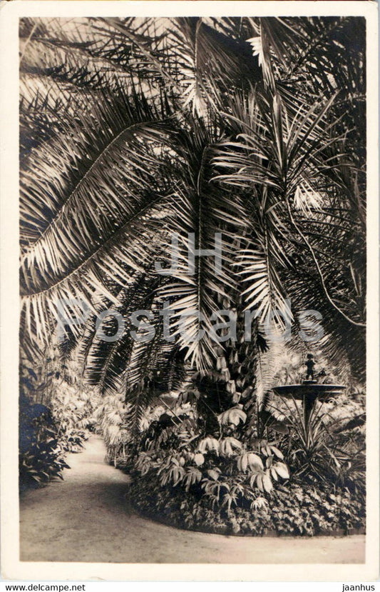 Frankfurt am Main - Palmengarten - Dattelpalme im kleinen Palmenhaus - garden - 1935 - old postcard - Germany - used - JH Postcards