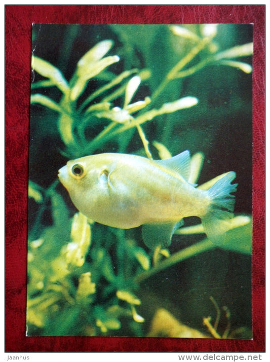Yellow Pufferfish - Chonerhinos naritus - aquarium fishes - 1980 - Russia USSR - unused - JH Postcards