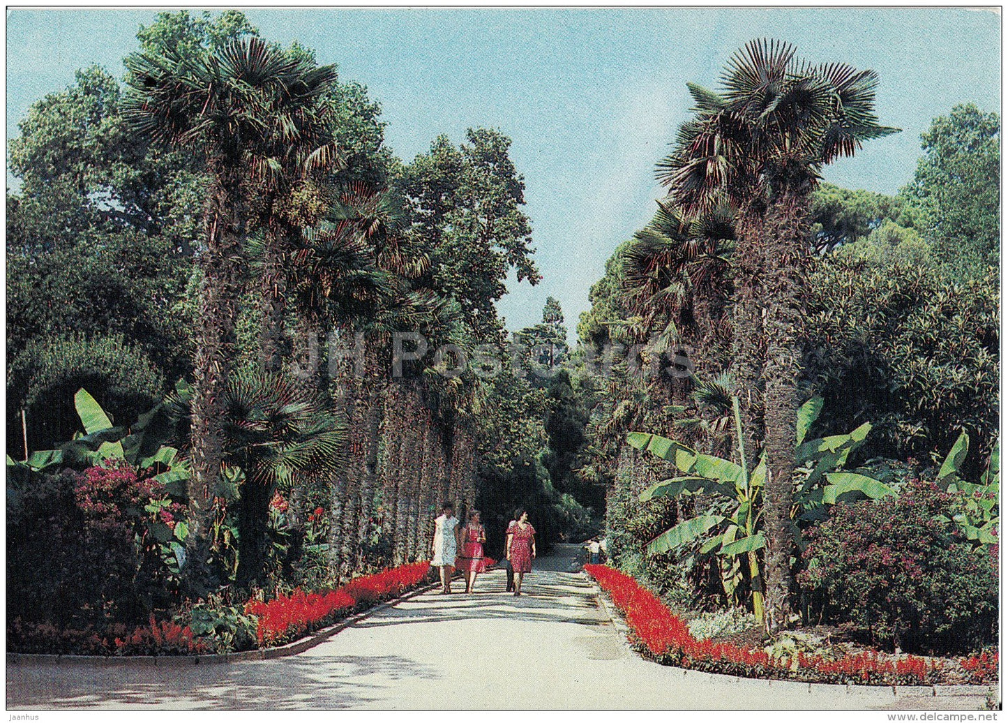 Palm Alley in the Lower Park - Nikitsky Botanical Garden - 1991 - Ukraine USSR - unused - JH Postcards