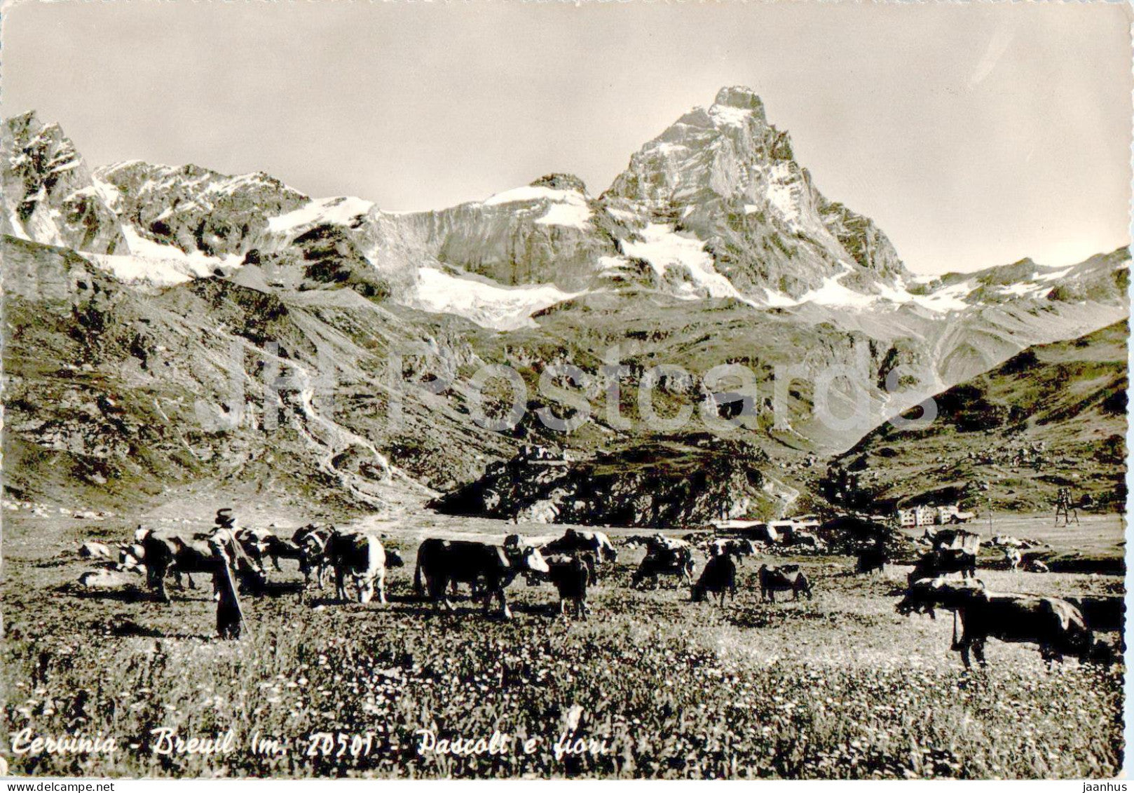 Cervinia - Breuil - Pascoli e fiori - animals - cow - 26251 - Italy - unused - JH Postcards