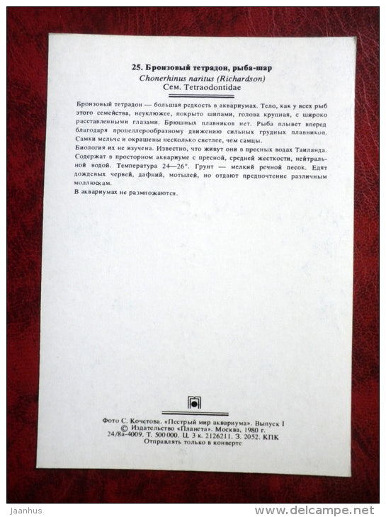 Yellow Pufferfish - Chonerhinos naritus - aquarium fishes - 1980 - Russia USSR - unused - JH Postcards