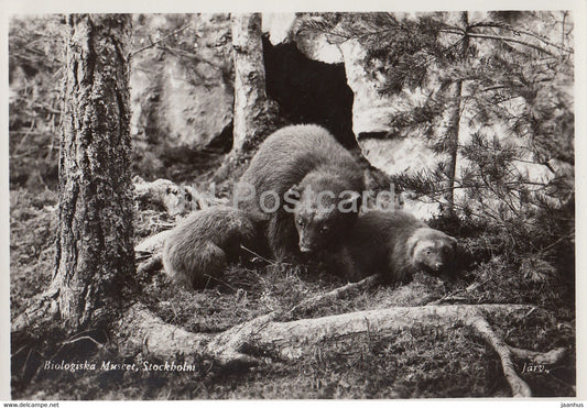 Biologiska Museet - Biological Museum - Wolverine - Gulo gulo - animals - Sweden - unused - JH Postcards