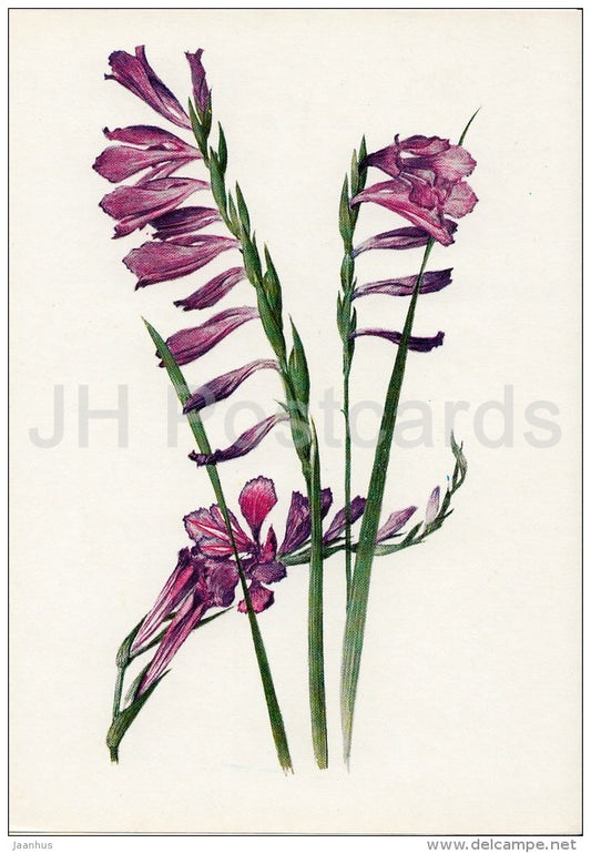 Turkish marsh gladiolus - Gladiolus imbricatus - Plants under protection - 1981 - Russia USSR - unused - JH Postcards