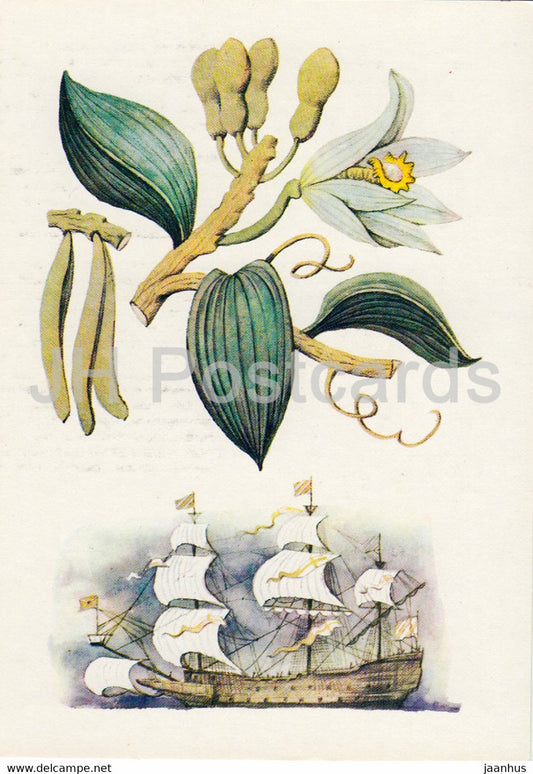 Vanilla - Spice Plants - 1986 - Russia USSR - unused - JH Postcards
