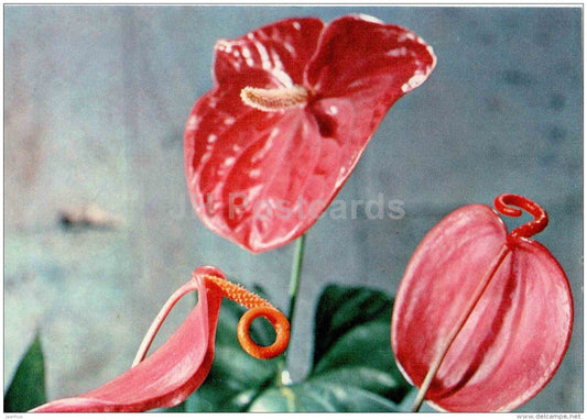 Laceleaf -  Anthurium - flowers - floriculture and gardening pavilion - 1976 - Russia USSR - unused - JH Postcards