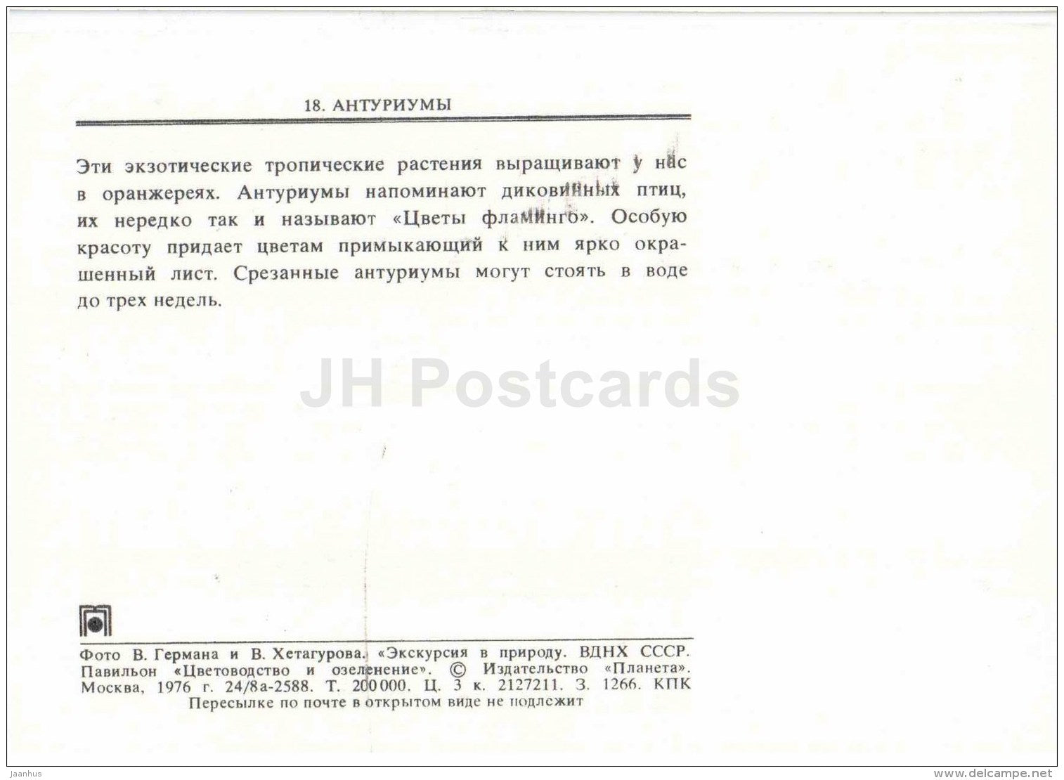 Laceleaf -  Anthurium - flowers - floriculture and gardening pavilion - 1976 - Russia USSR - unused - JH Postcards
