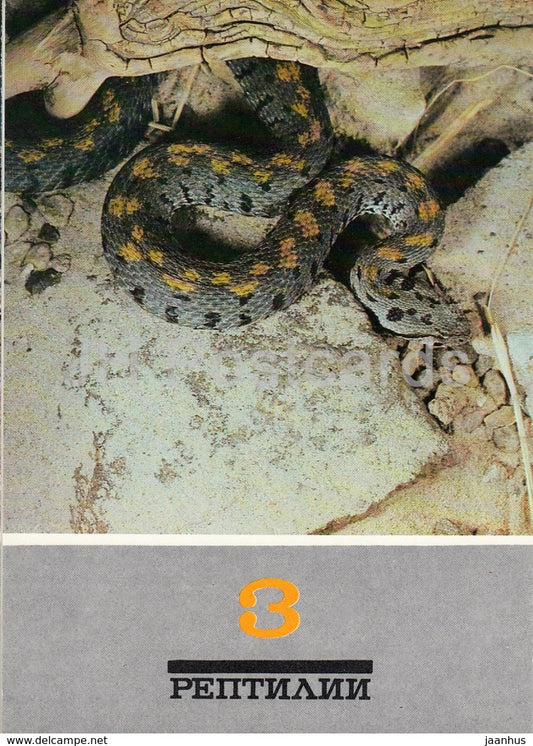 Armenian viper - Vipera raddei - snake - Reptiles - animals - 1989 - Russia USSR - unused - JH Postcards
