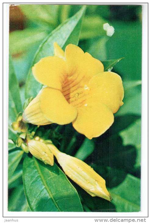 Golden Trumpet - Allamanda cathartica - Decorative House Plants - flowers - 1974 - Russia USSR - unused - JH Postcards