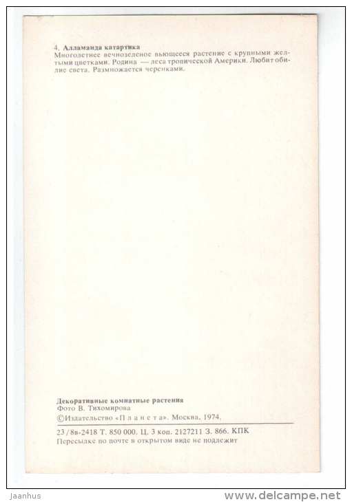 Golden Trumpet - Allamanda cathartica - Decorative House Plants - flowers - 1974 - Russia USSR - unused - JH Postcards