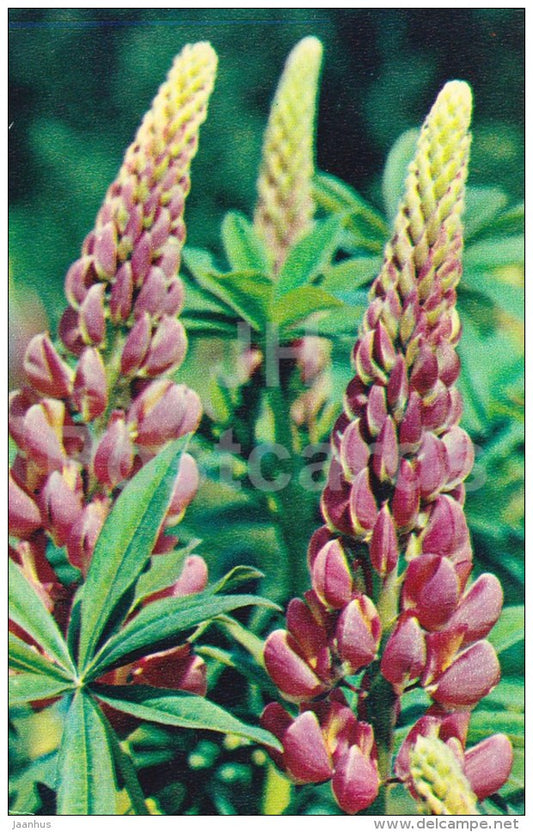 Lupine - flowers - 1972 - Russia USSR - unused - JH Postcards