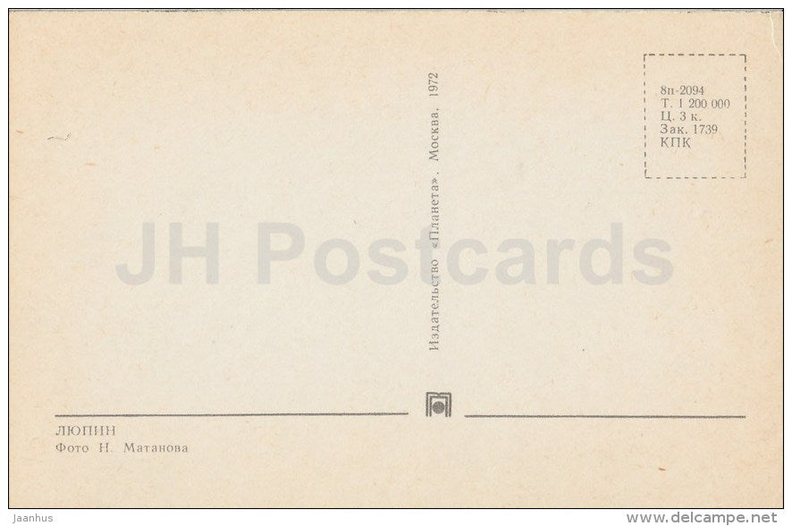 Lupine - flowers - 1972 - Russia USSR - unused - JH Postcards