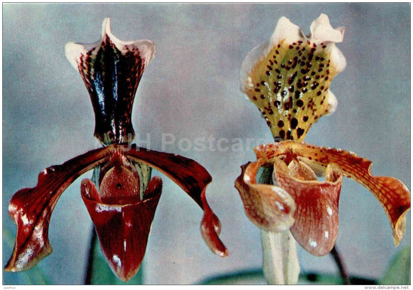 Lady's shoes - orchidea - flowers - floriculture and gardening pavilion - 1976 - Russia USSR - unused - JH Postcards