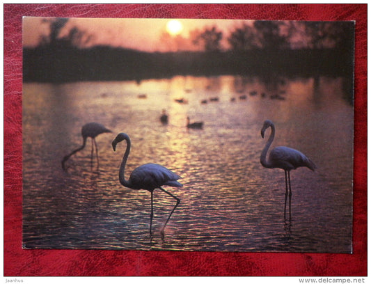 Flamingo - Phoenicopterus - birds - 1988 - Russia - USSR - unused - JH Postcards