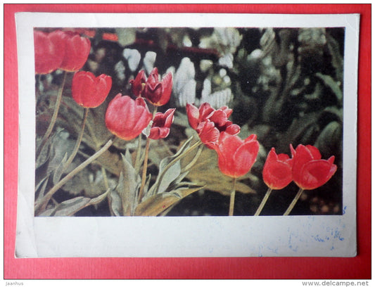 red tulips - flowers - stationery card - 1964 - Russia USSR - used - JH Postcards