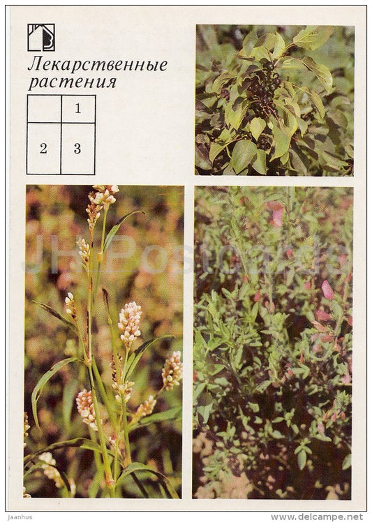 Rhineberry - Spotted ladysthumb - Field restharrow - Medicinal Plants - Herbs - 1988 - Russia USSR - unused - JH Postcards