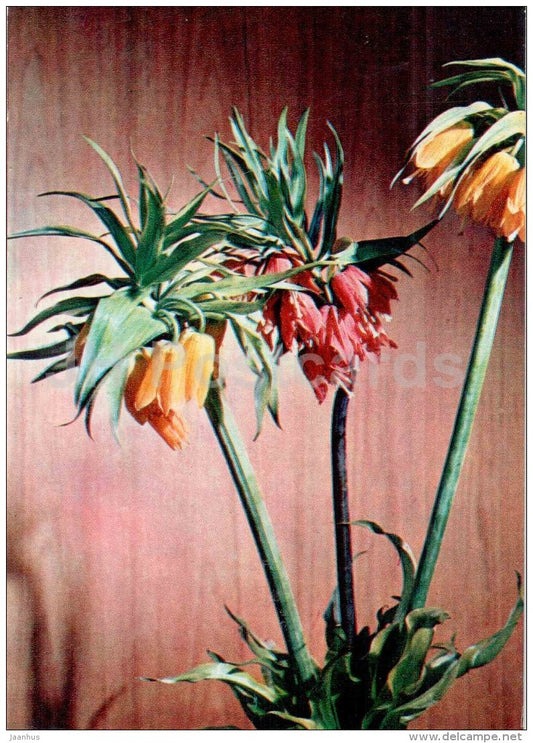 Siberian fritillary - flowers - floriculture and gardening pavilion - 1976 - Russia USSR - unused - JH Postcards