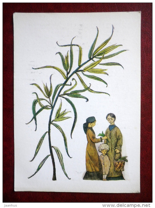 Tarragon - Artemisia dracunculus - by. N. Barbotchenko - plants - 1986 - Russia USSR - unused - JH Postcards
