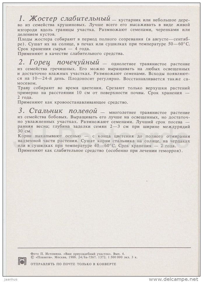 Rhineberry - Spotted ladysthumb - Field restharrow - Medicinal Plants - Herbs - 1988 - Russia USSR - unused - JH Postcards