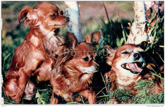 Moscow Longhaired Toy Terrier - dog - 1969 - Russia USSR - unused - JH Postcards
