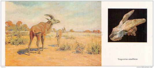 Tragocerus amaltheus - fossil - skull - illustration by Flerov - paleontology - 1989 - Russia USSR - unused - JH Postcards