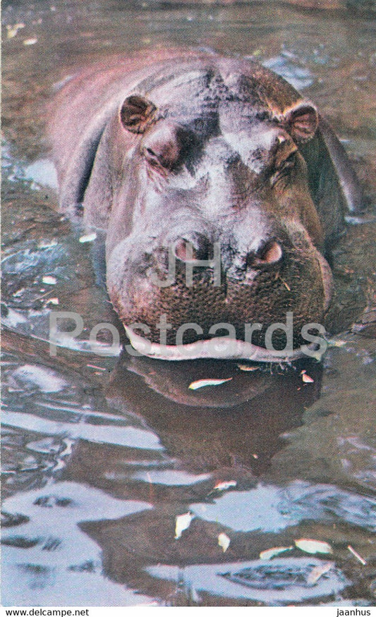 Hippopotamus - Moscow Zoo - animals - 1973 - Mexico - unused - JH Postcards
