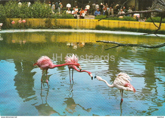 Flamingo - zoo -  birds - Czech Republic - Czechoslovakia - unused - JH Postcards
