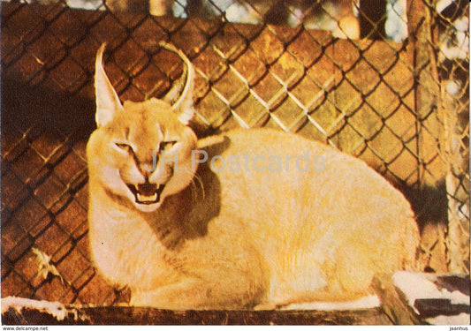 Caracal - Riga Zoo - old postcard - Latvia USSR - unused - JH Postcards