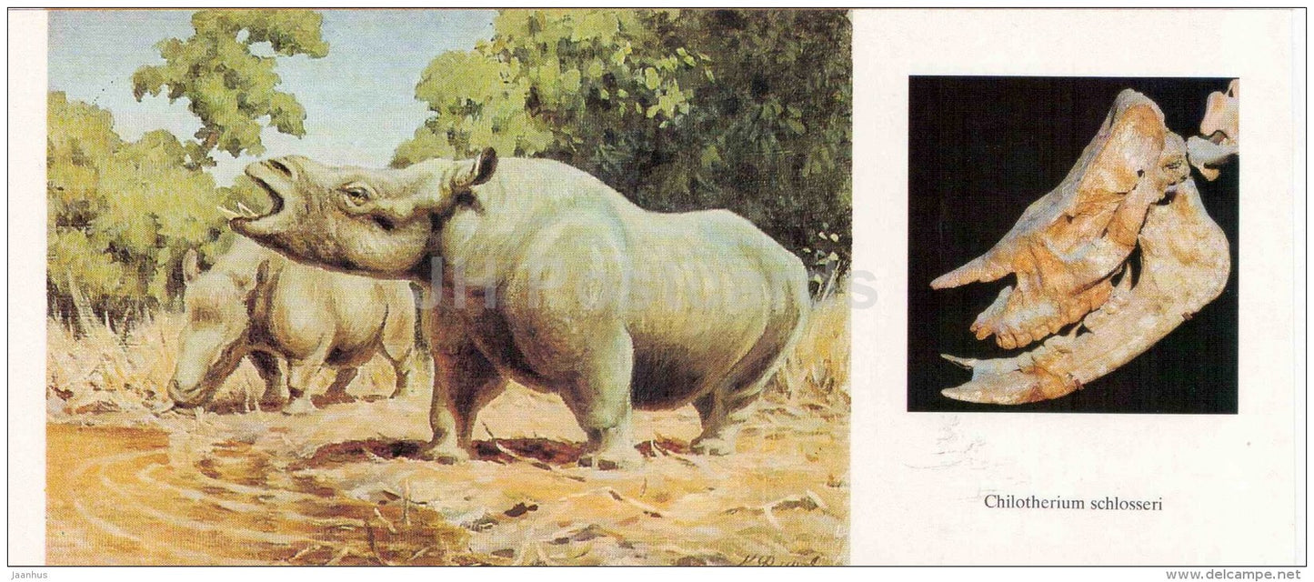Chilotherium schlosseri - rhino - fossil - skull - illustration by Flerov - paleontology - 1989 - Russia USSR - unused - JH Postcards
