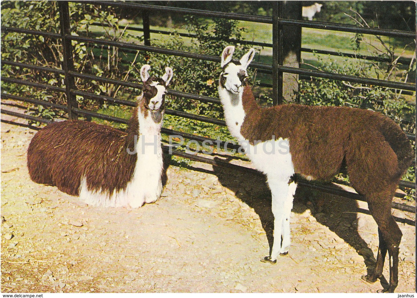 Llama - Lama glama - Zoo - Czechoslovakia - Czech Republic - unused - JH Postcards