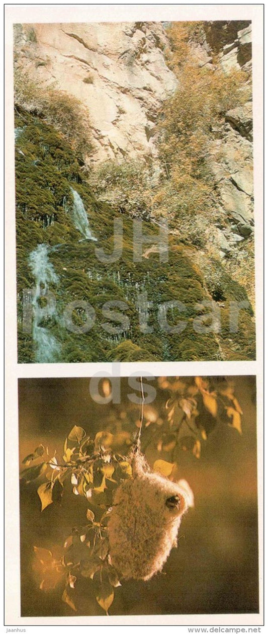 mountain spring - Eurasian penduline tit´s nest - bird - Chatkalsky National Park - 1976 - Uzbekistan USSR - unuse - JH Postcards