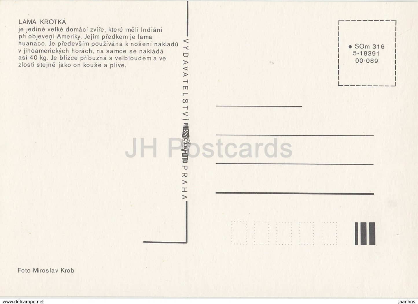 Llama - Lama glama - Zoo - Czechoslovakia - Czech Republic - unused